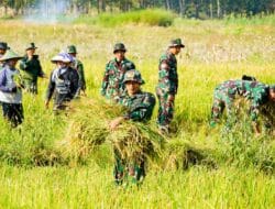 Dukung Ketahanan Pangan, Satgas TMMD 125 Bojonegoro Panen Padi Bersama Poktan