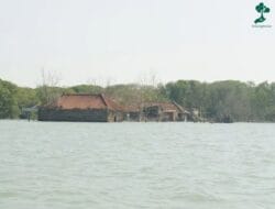 Desa Bedono Tenggelam, Petani Ini Terus Menanam Mangrove untuk Bertahan