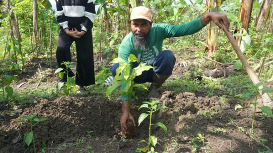 15 Ribu Pohon Ditanam di Jabungan, Warga Masih Menanti Manfaat Ekonomi