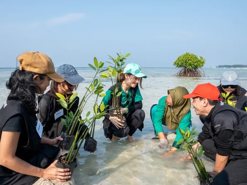 Cinta Laura dan LindungiHutan Kolaborasi Selamatkan Pulau Pari Lewat Penanaman 739 Pohon Mangrove