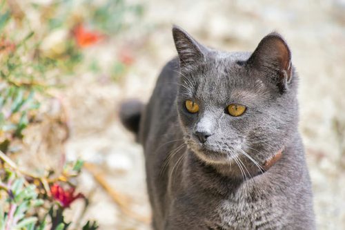 Fakta Menarik Kucing Busok Ras Kucing Asli Indonesia