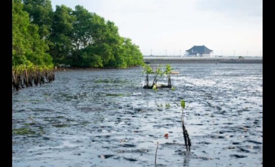 Hari Kanker Paru Sedunia: LindungiHutan Tegaskan Pentingnya Tutupan Hijau untuk Udara Bersih dan Kesehatan Paru