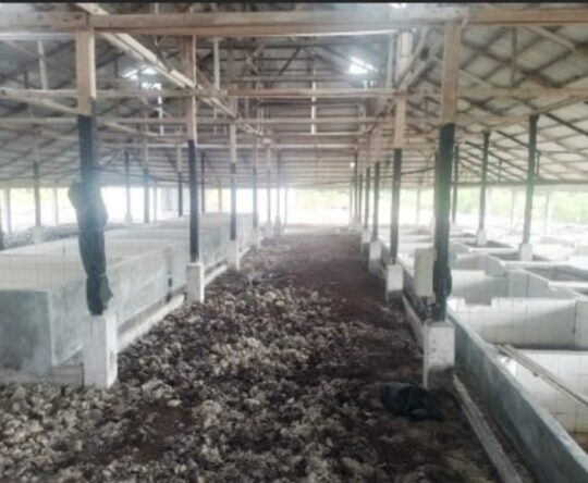 Proyek Kilang Sagu di Meranti Mangkrak, Kadis Akui Terkendala Listrik : KPK Tipikor Siap Investigasi