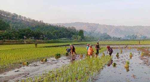 Semangat Babinsa Tumbuh Bersama Tetes Keringat Petani