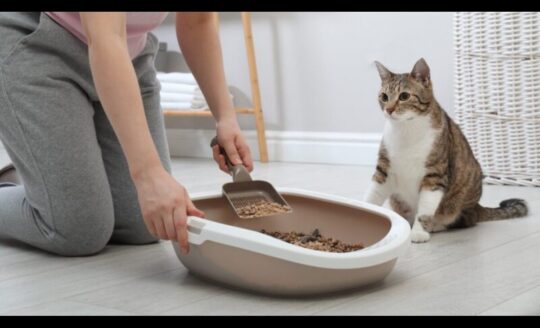 Jadwal Ganti Pasir Kucing Berdasarkan Jenisnya