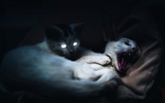 Kenali Ciri-Ciri Kucing Terkena Rabies