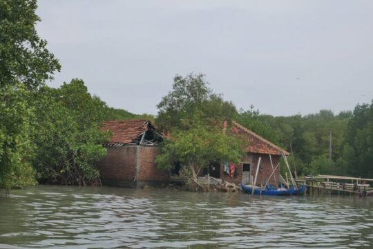 Hari Hutan Indonesia 2025: Krisis Iklim, Banjir Rob, dan Hutan yang Kian Menghilang
