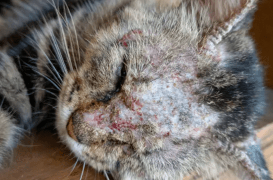 Penyebab Scabies Pada Kucing dan Solusinya