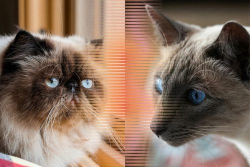 Sering Dikira Sama, Inilah Perbedaan Kucing Himalaya dan Siam