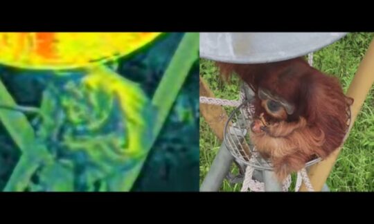 Terra Drone Indonesia Berikan Pelatihan Pengoperasian DJI Matrice 4 Thermal kepada Yayasan Ekosistem Lestari untuk Konservasi Orangutan