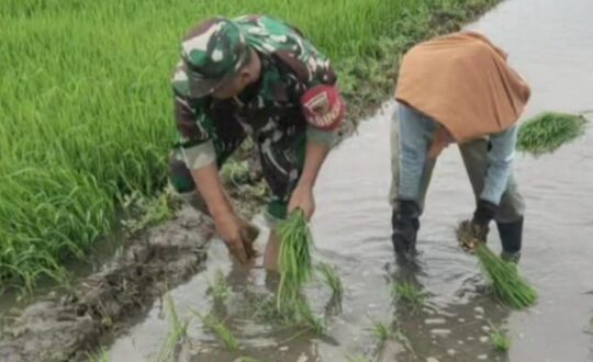 Dukung Ketahanan Pangan, Serda Supar Dampingi Petani Tanam Padi di Boyolangu