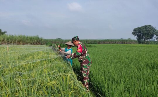 Menjaga Padi, Menjaga Ketahanan Pangan Nasional