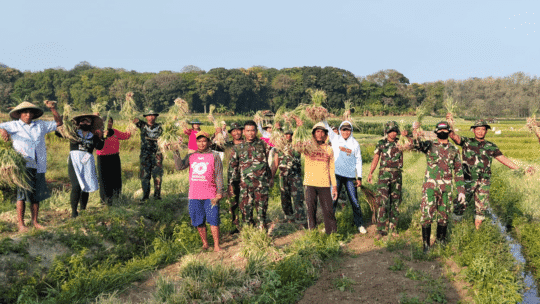 Tingkatkan Pendapatan Petani, Satgas TMMD Bojonegoro Bantu Petani Panen Bawang Merah di Desa Soko