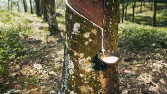 Petakan 15 Ribu Lahan dan Verifikasi 4.500 Petani, G T Rubber Thailand dan KOLTIVA Pastikan Rantai Pasok Karet Bebas Deforestasi