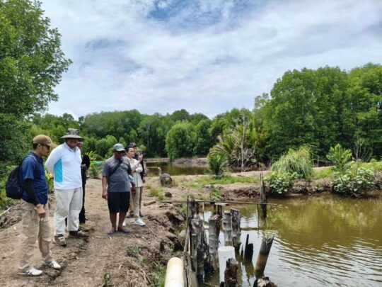 Model Silvofishery Desa Dabong Dorong Budidaya Udang Ramah Lingkungan dan Ketahanan Pangan