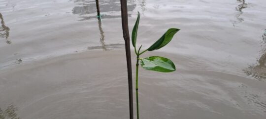 Transisi Musim Kemarau ke Hujan Diwarnai Cuaca Ekstrem, Penanaman Pohon Jadi Mitigasi Nyata