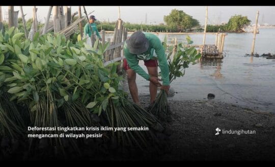Deforestasi Indonesia Masih Meningkat, Inisiatif Pemulihan Hutan Mendesak Diperkuat