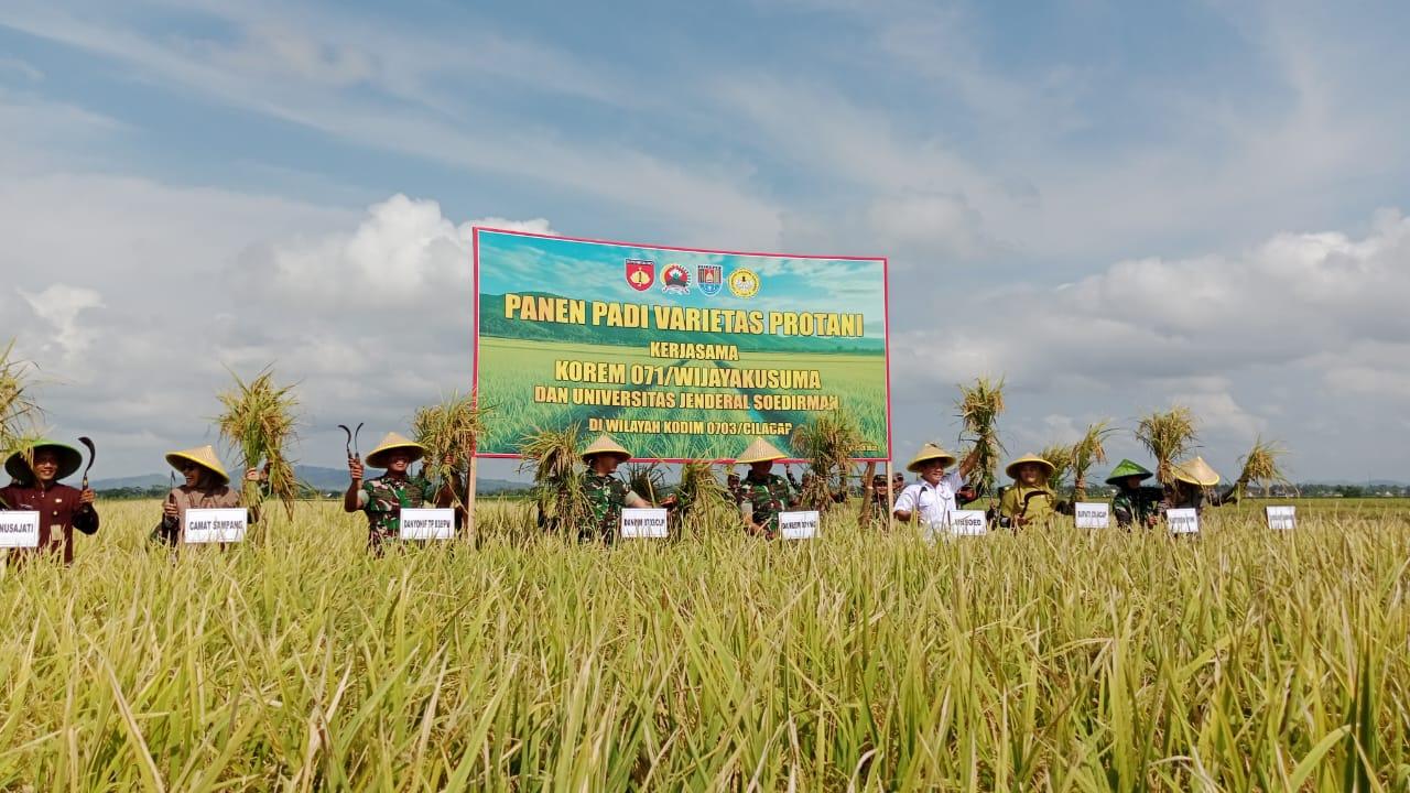 Korem 071/WK dan Unsoed Sukses Panen Padi Varietas Protani di Cilacap, Dukung Ketahanan Pangan Nasional