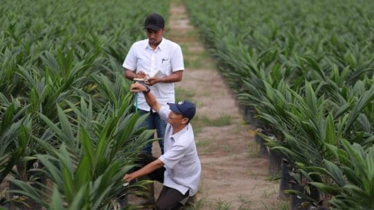 PalmCo, Subholding Holding Perkebunan Nusantara, Cetak Capaian Tertinggi dalam Program Peremajaan Sawit Rakyat