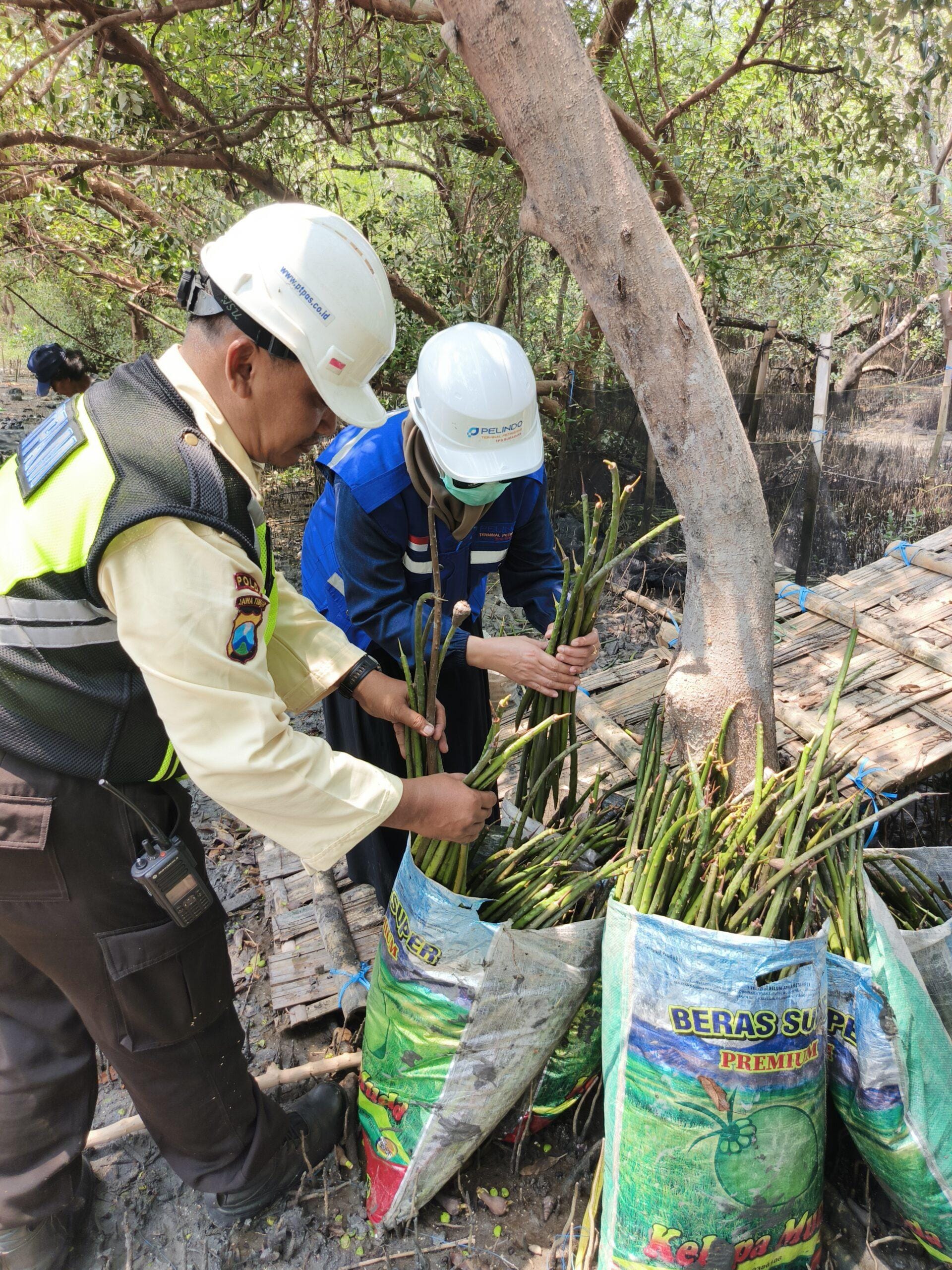 TPS Perkuat Komitmen ESG melalui Pelestarian Ekosistem Mangrove Sejak 2010