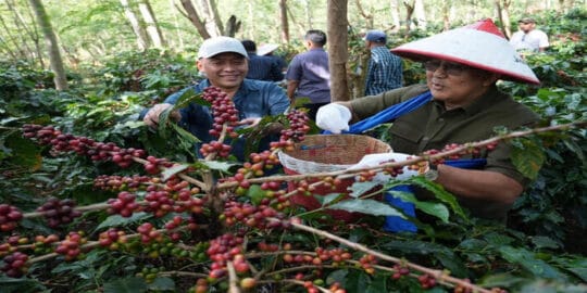 Dua Subholding PTPN III Perkuat Kebangkitan Kopi Ijen, PTPN IV PalmCo Replanting