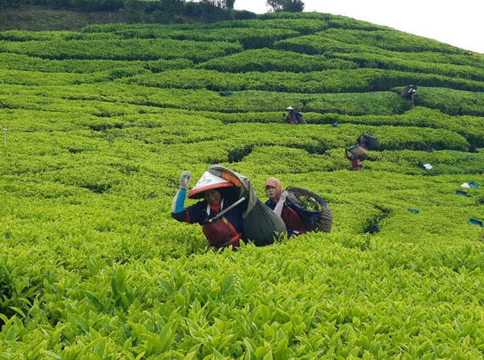 Holding Perkebunan Nusantara Perkuat Komoditas Strategis Melalui Replanting 14.000 Hektare PTPN I Regional 2
