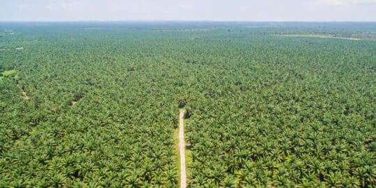 Regulasi Baru Perkuat Kewajiban Deteksi Dini Kebakaran Lahan Perkebunan