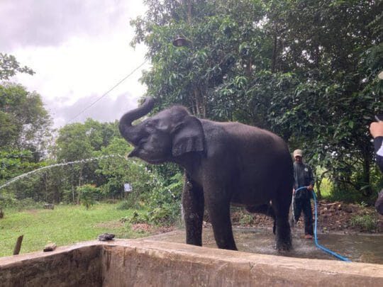 Momentum Hari Cinta Puspa dan Satwa Nasional, Saatnya Wujudkan Cinta Alam Lewat Tindakan