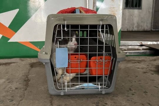 KAI Logistik Kirim Lebih dari 5.200 Hewan Peliharaan selama Periode Nataru 2025/2026