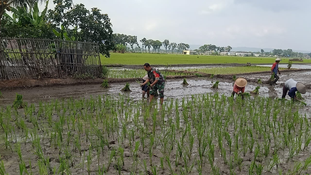 Dukung Ketahanan Pangan Nasional, Serma Agus Dampingi Petani Tanam Padi