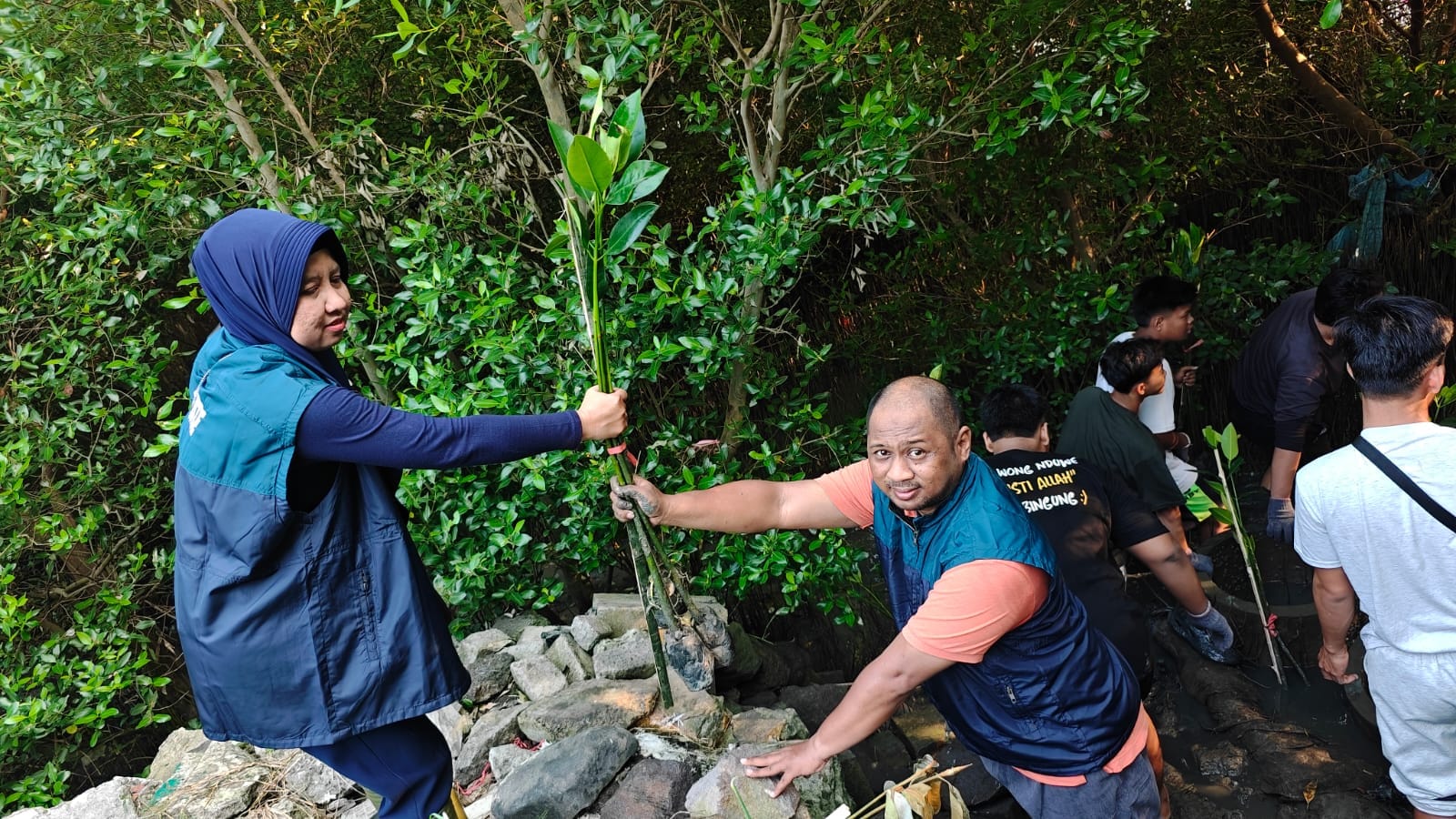Penyaluran Panen Mangrove, TPS Dukung Penanaman 3.000 Bibit Mangrove di Sontoh Laut Surabaya