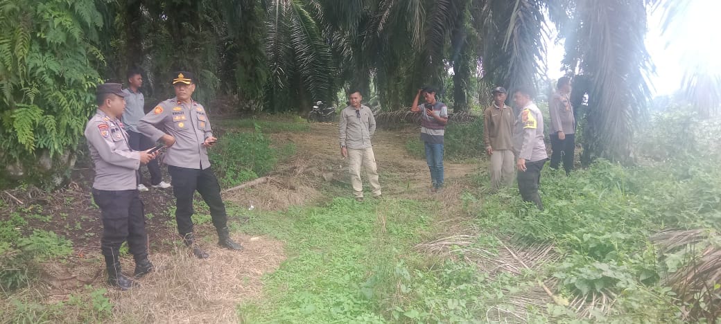 Polsek Pkl Kuras Gelar Gladi Panen Raya Jagung 2 Ha di Betung: Wujud Nyata Swasembada Pangan Sorek