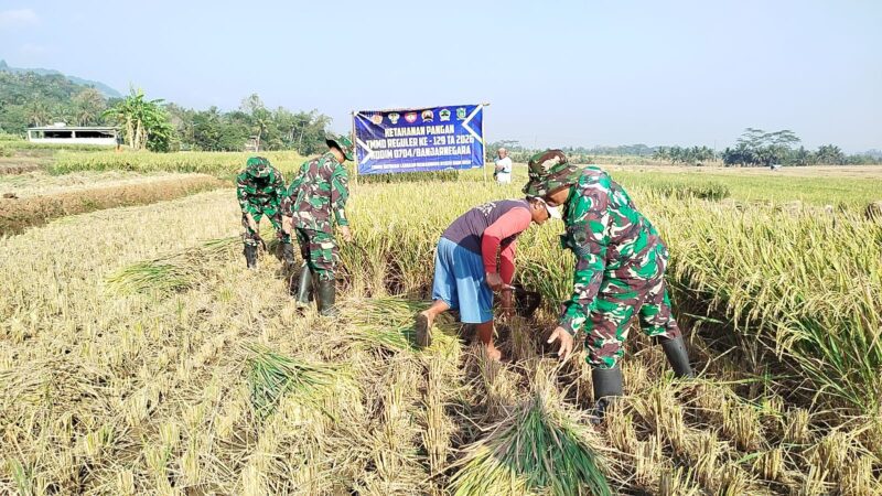 Di Tengah TMMD Serka Suwondo Turun ke Sawah Bantu Warga Panen Padi